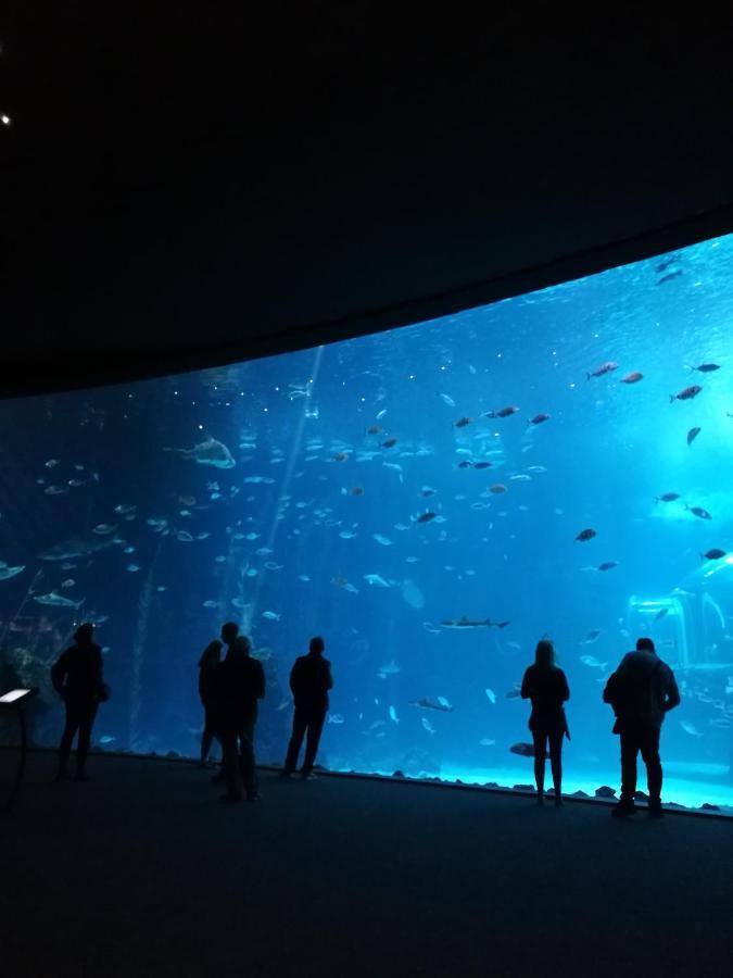 Las Canteras Aquarium Las Palmas de Gran Canaria Eksteriør bilde