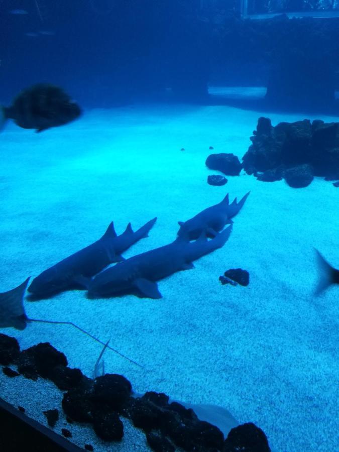 Las Canteras Aquarium Las Palmas de Gran Canaria Eksteriør bilde
